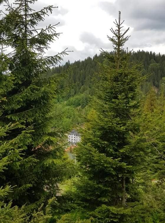 Vila Irina - Apartman Milos Kopaonik Exterior foto